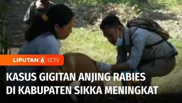 Kasus Gigitan Anjing Rabies Terus Meningkat di Kabupaten Sikka | Liputan 6