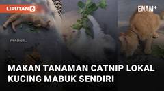 Makan Tanaman Catnip Lokal, Sekumpulan Kucing Mabuk Sendiri