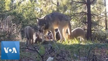 Last California Gray Wolf Pack Grows With Three New Pups