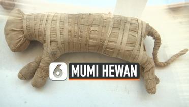 Mumi Hewan Berusia Ratusan Tahun Dipamerkan di Mesir
