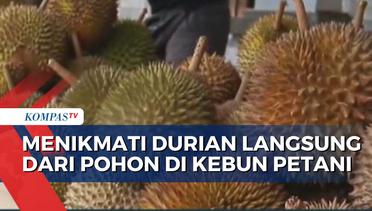 Yuk, Menikmati Durian Langsung dari Pohon di Kebun Petani di Samarinda