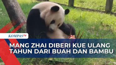 Mang Zhai, Panda Betina di Kebun Binatang Chongqing Rayakan Ulang Tahun ke-12!