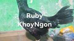 Khoyngon Ruby ( Hitam )