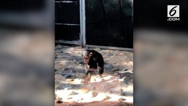 Simpanse Bunuh 7 Ekor Anak Itik
