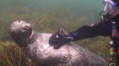 Aksi Menggemaskan Anjing Laut Minta Penyelam Untuk Menggaruk Perutnya