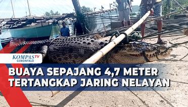 Buaya Panjang 4,7 Meter Kembali Ditemukan Warga Gorontalo Utara
