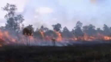 Kawasan Taman Nasional Way Kambas Terbakar