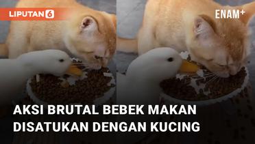 Makan Sepiring Berdua, Aksi Brutal Bebek Disatukan dengan Kucing Bikin Netizen Emosi