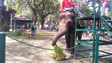 Wisata Kebun Binatang Surabaya,Naik Gajah 25 Ribu Per Orang #3