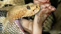 ular makan manusia NGAK KUAT JANGAN NONTON video orang dimakan ular tkp sulbar