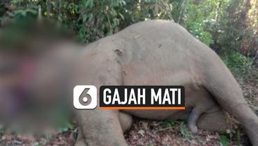 Gajah Mati Belalai Terpotong ditemukan di Riau