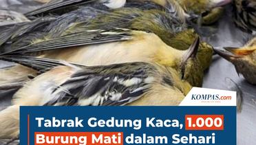Tabrak Gedung Kaca, 1.000 Burung Mati dalam Sehari di Chicago