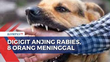 8 Orang Meninggal Akibat Digigit Anjing Rabies, Pemerintah Kabupaten Sintang Tetapkan KLB!
