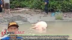 Bangkai Babi Dibuang Ke Sungai di Medan