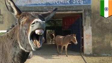 Aneh tapi nyata: 8 keledai dipenjara 4 hari di penjara India - TomoNews