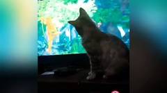 Kucing Nonton TV