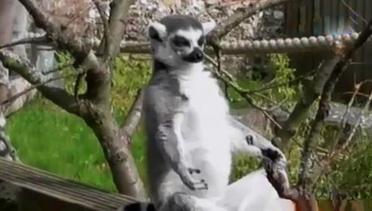 Kecelakaan Fortuner Maut hingga Lemur Berjemur dengan Pose Yoga