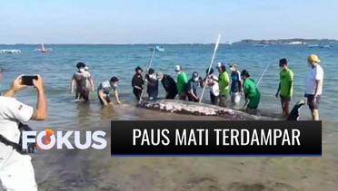 Bangkai Paus Cuvier Sepanjang 5,3 Meter Terapung di Tepi Pantai Mertasari, Kenapa? | Fokus