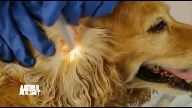 ANIMAL PLANET The Vet Life Every Monday | Vidio
