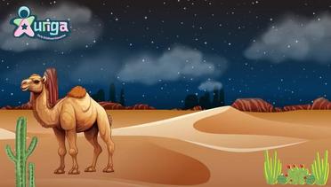 Siklus Hidup Unta _ Life cycle of camel