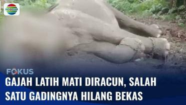 Seekor Gajah Latih di Taman Nasional Tesso Nilo Mati Akibat Diracun, Salah Satu Gadingnya Hilang | Fokus