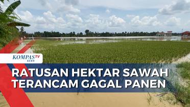 Dampak Banjir Ratusan Hektar Sawah Terancam Gagal Panen