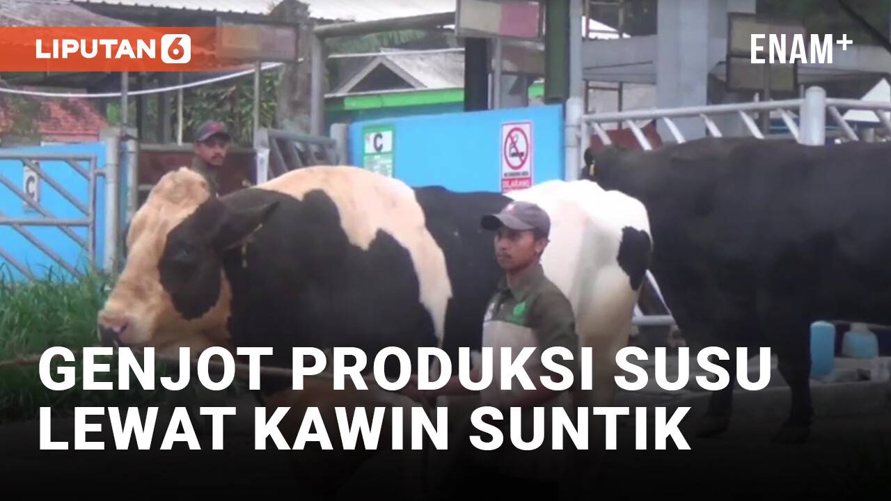 Demi Makan Gratis, Kementerian Pertanian Cek Proses Kawin Suntik Sapi ...