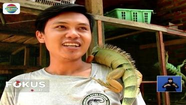 Awalnya Hobi Memelihara, Pria Ini Raup Keuntungan dari Iguana - Fokus Sore