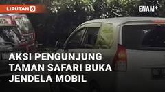Aksi Nekat Pengunjung Taman Safari Buka Jendela Mobil di Kandang Singa