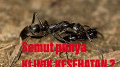 Semut Matabele Hewan Pertama Yang Punya Klinik Kesehatan