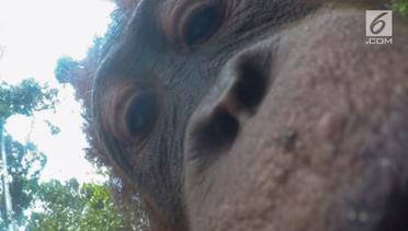 Curi Kamera Fotografer, Orangutan Kalimantan Langsung Selfie