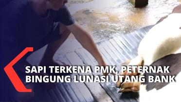PMK Mewabah, Peternak Sapi di Pudak Ponorogo Kehilangan Penghasilan & Kesulitan Lunasi Utang Bank!