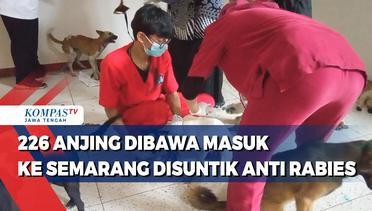226 Anjing Dibawa Masuk Ke Semarang Disuntik Anti Rabies