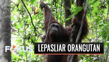 Usai Jalani Rehabilitasi, 3 Orangutan di Palangka Raya Dilepasliarkan