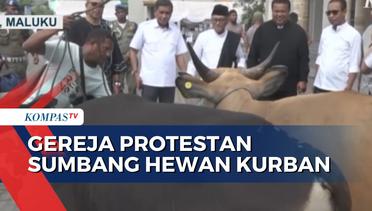 Momen Toleransi Umat Beragama, Gereja Protestan di Ambon Sumbang Sapi Kurban ke Masjid