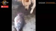 Video Ketika Hewan Menyelamatkan Hewan Lainnya .. SANGAT MENYENTUH !!