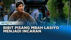 Ahli Meracik Pupuk, Bibit Pisang Mbah Lasiyo Menjadi Incaran #KICKANDY