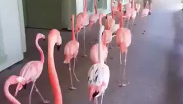 Barisan Burung Flamingo Dievakuasi Saat Badai Irma di Florida
