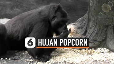 Aksi Lucu Gorila Dihujani Popcorn, Bikin Gemas
