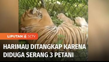 Serang Tiga Petani, Harimau Sumatera Dijebak Petugas dengan Umpan Kambing | Liputan 6