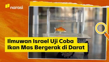Ilmuwan Israel Uji Coba Ikan Mas Bergerak di Darat