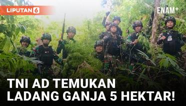 Gokil, Prajurit TNI AD Sukses Temukan Ladang Ganja 5 Hektar di Papua
