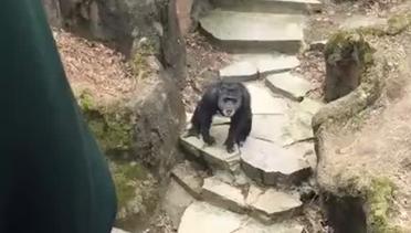 Ulah Nakal Simpanse Lempar Tinja ke Muka Seorang Nenek