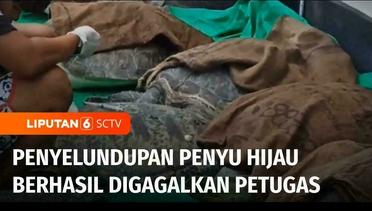 Petugas Berhasil Gagalkan Upaya Penyelundupan Penyu Hijau di Bali, Pelaku Ditangkap | Liputan 6