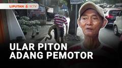 Ada Ular Piton di Trotoar, Pemotor Mikir Seribu Kali Ambil Hak Pengguna Jalan | Liputan 6