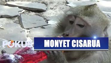 Ratusan Monyet Agresif Cisarua Buat Warga Penasaran - Fokus  