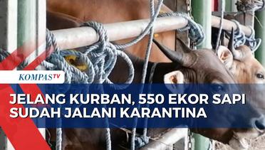 Sambut Idul Adha, 550 Ekor Ternak Sapi Dikirim dari Nusa Tenggara Timur ke Jakarta