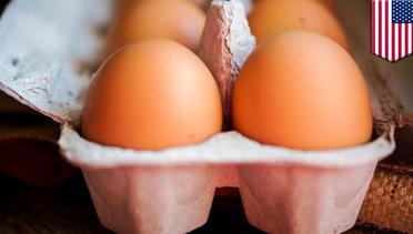 Terlalu banyak telur dapat buruk bagi kesehatan - TomoNews