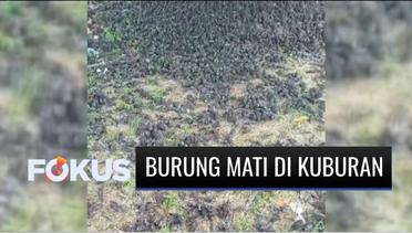Fenomena Langka! Ribuan Burung Pipit Ditemukan Mati di Kuburan Gianyar Bali | Fokus