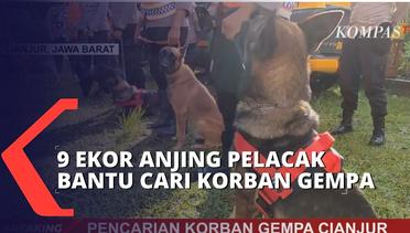 Sembilan Ekor Anjing Pelacak Diterjunkan Bantu Pencarian Korban Gempa Cianjur